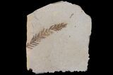 Dawn Redwood (Metasequoia) Fossil - Montana #153720-1